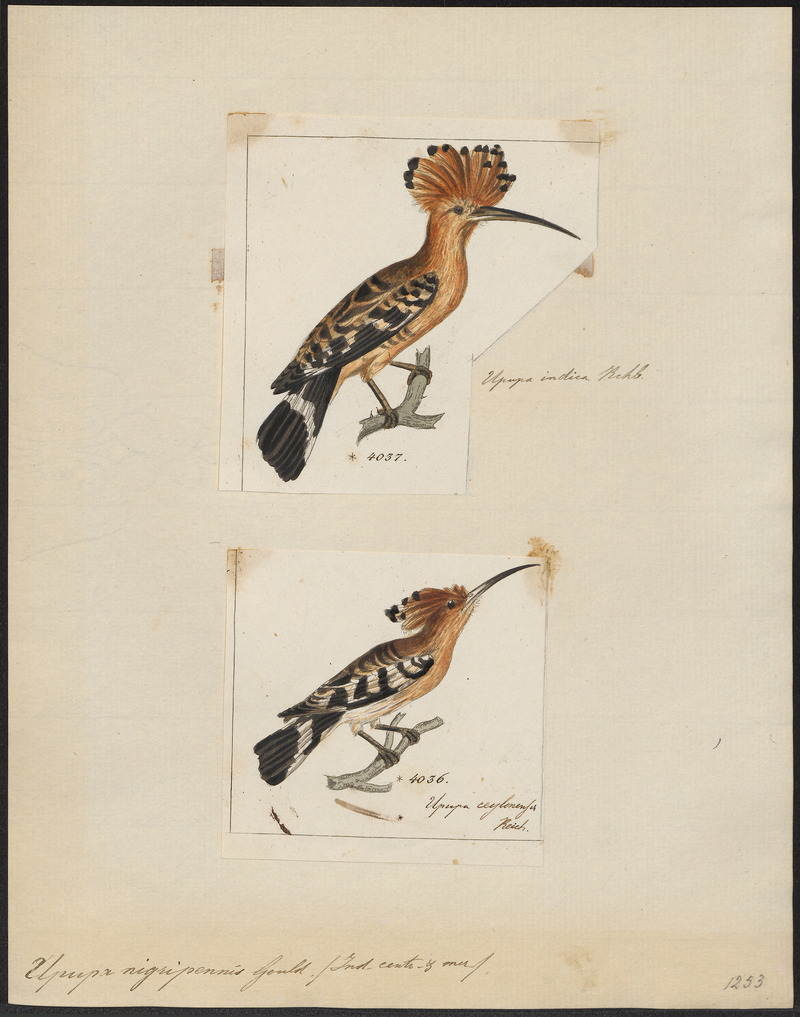 common hoopoe (Upupa epops); DISPLAY FULL IMAGE.