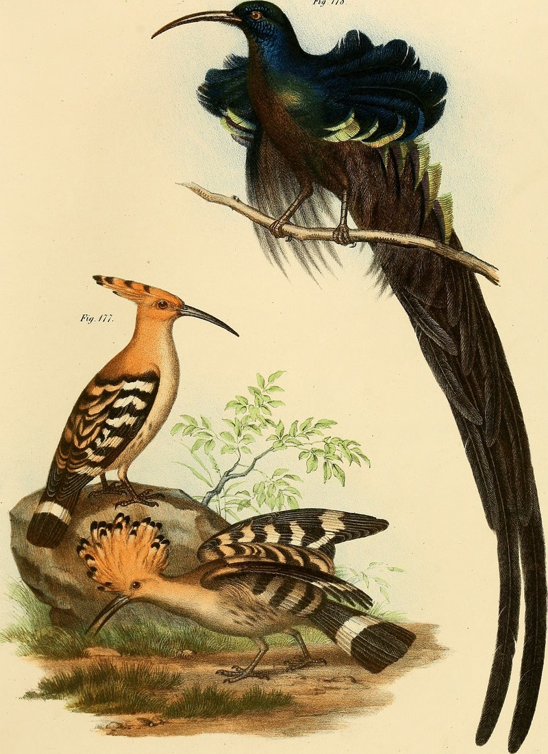 black sicklebill (Epimachus fastosus), common hoopoe (Upupa epops); DISPLAY FULL IMAGE.