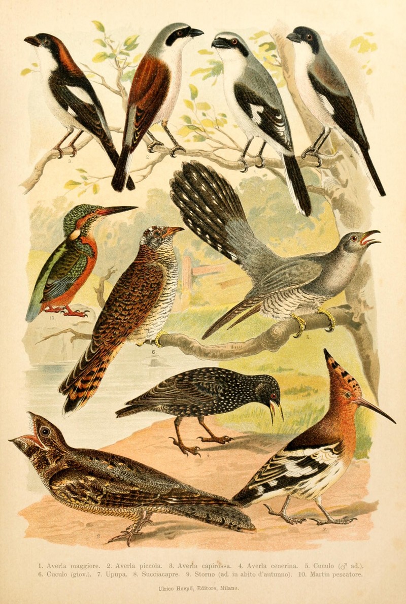 great grey shrike (Lanius excubitor), red-backed shrike (Lanius collurio), woodchat shrike (Lanius senator), lesser grey shrike (Lanius minor), common cuckoo (Cuculus canorus), common hoopoe (Upupa epops), European nightjar (Caprimulgus europaeus), European starling (Sturnus vulgaris), European kingfisher (Alcedo atthis ispida); DISPLAY FULL IMAGE.