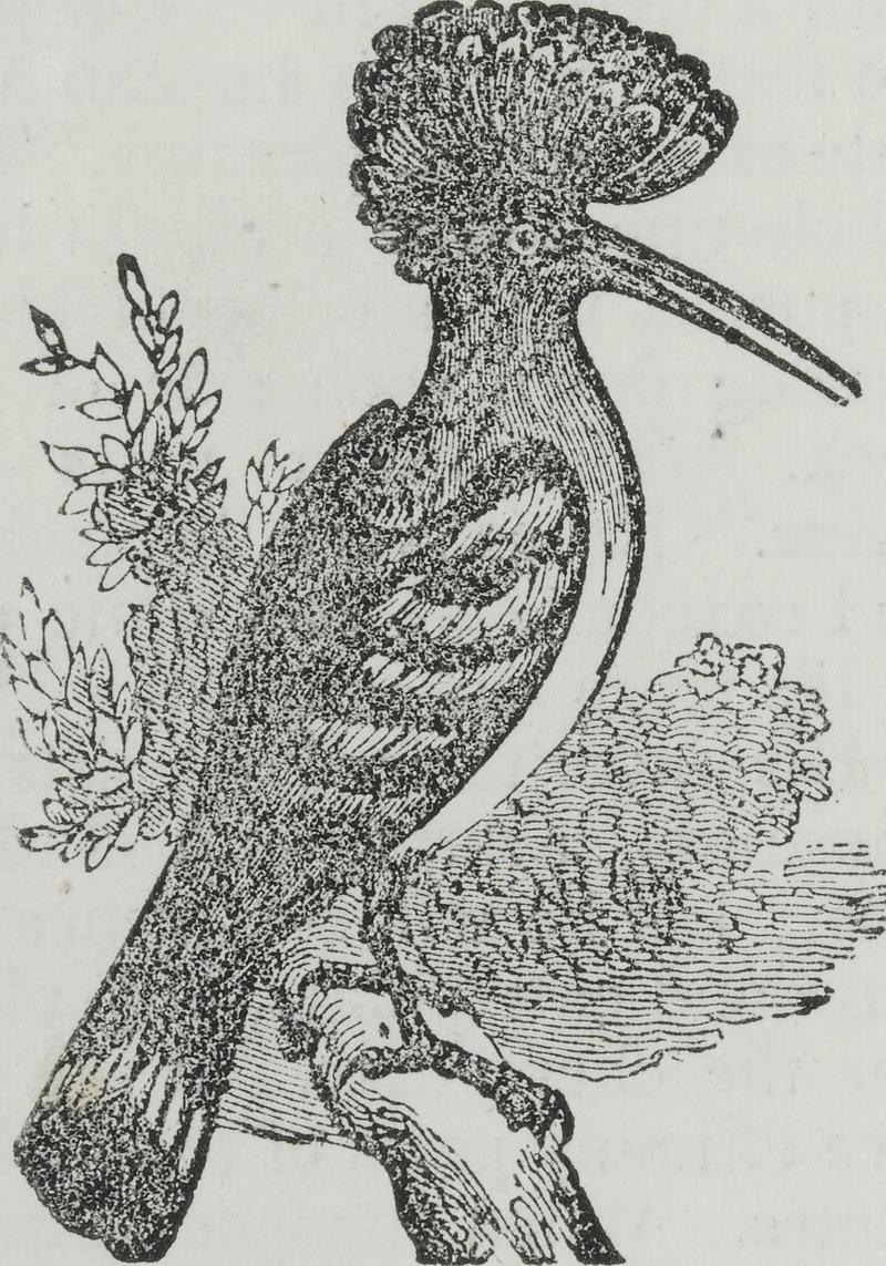common hoopoe (Upupa epops); DISPLAY FULL IMAGE.