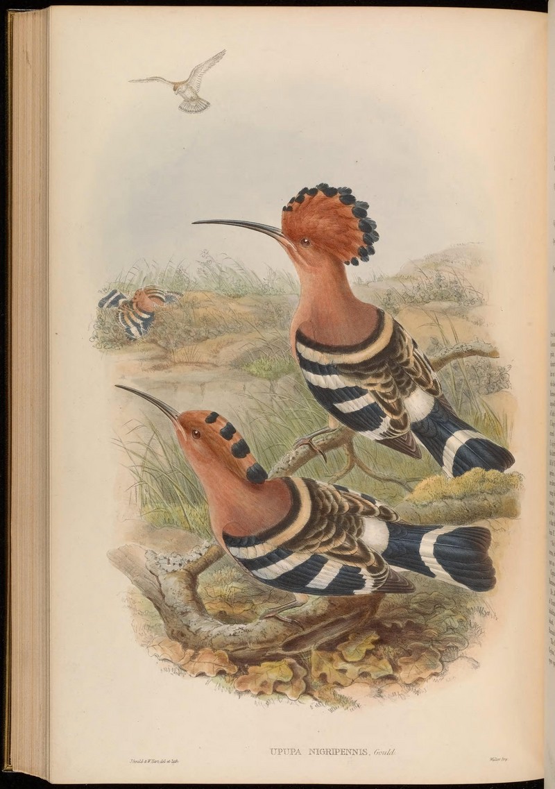 common hoopoe (Upupa epops); DISPLAY FULL IMAGE.