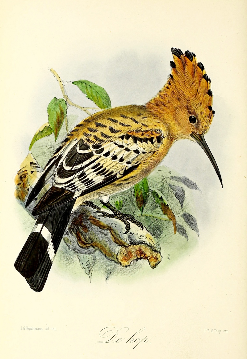 common hoopoe (Upupa epops); DISPLAY FULL IMAGE.