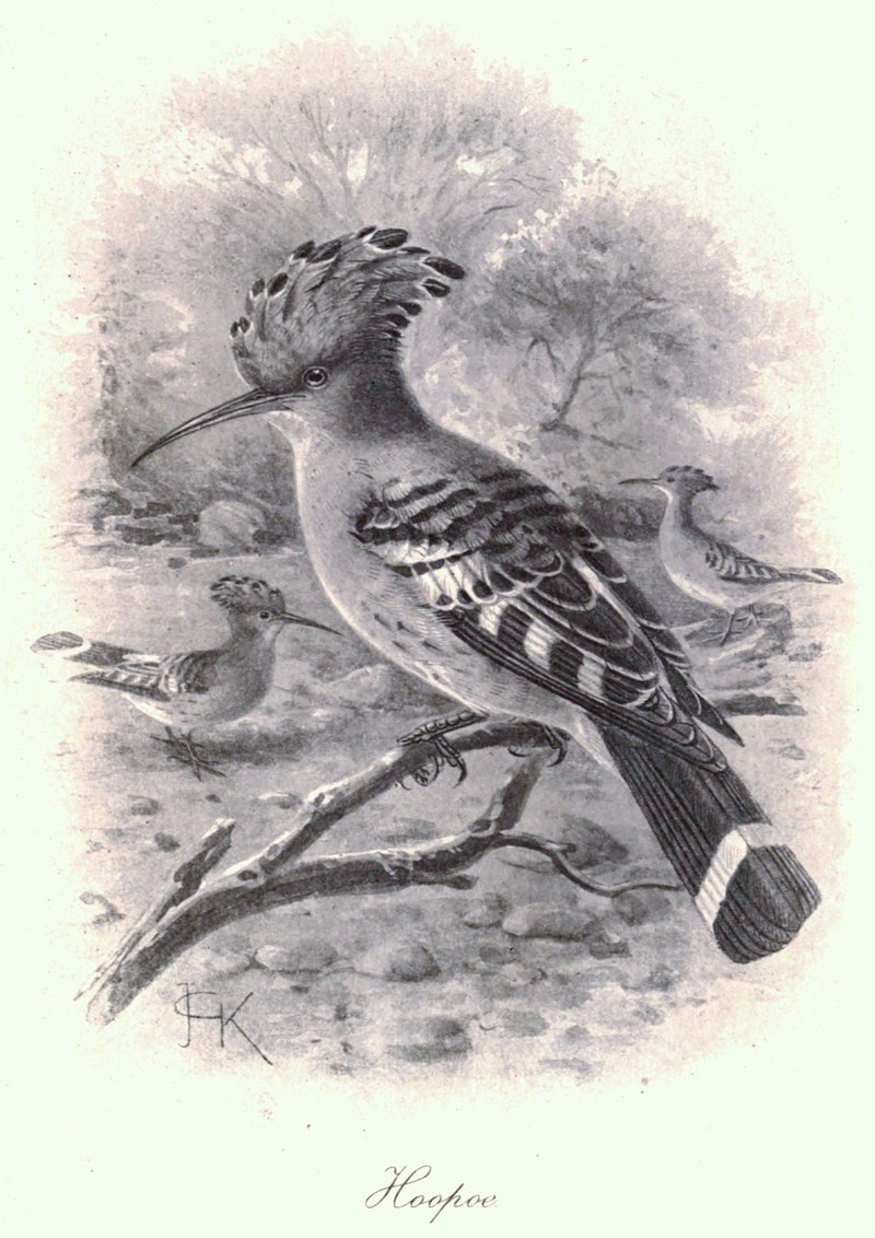 common hoopoe (Upupa epops); DISPLAY FULL IMAGE.