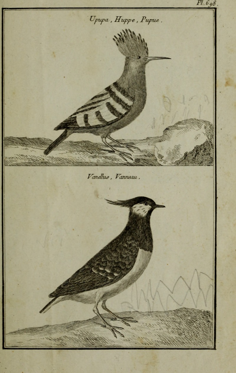 common hoopoe (Upupa epops), northern lapwing (Vanellus vanellus); DISPLAY FULL IMAGE.