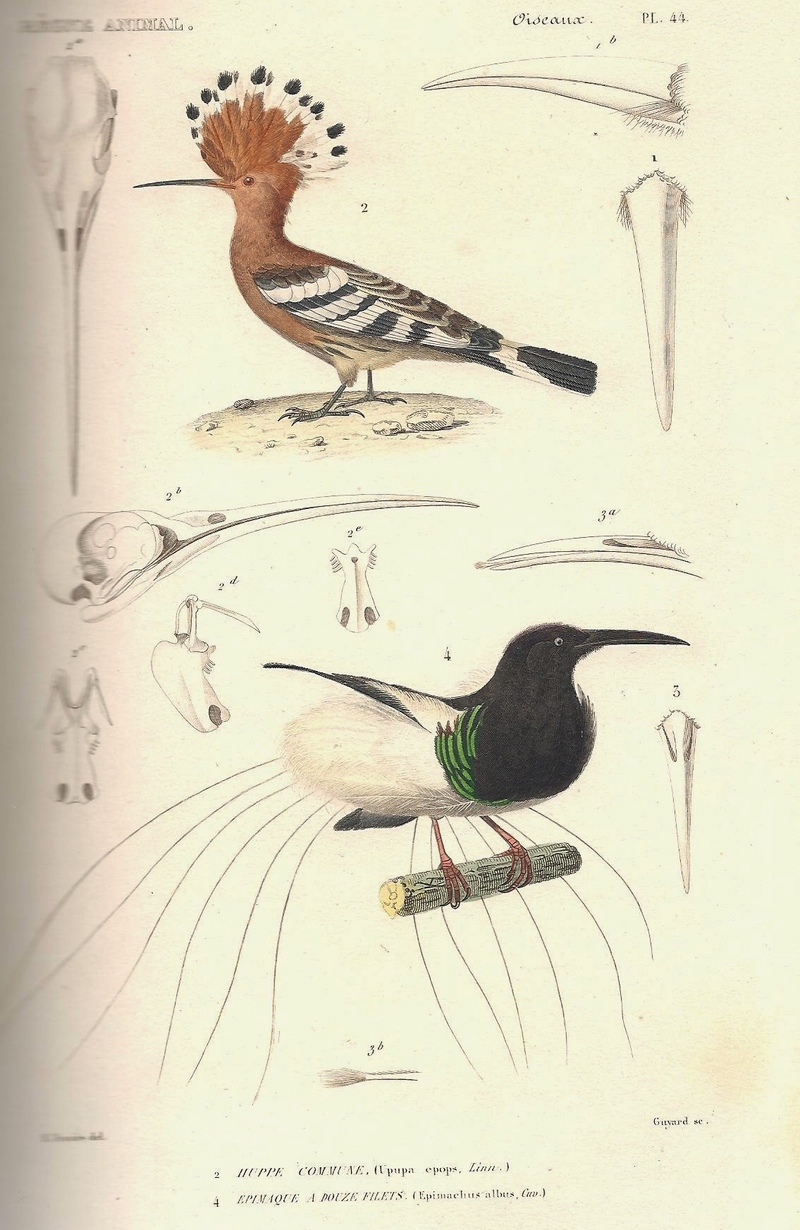 common hoopoe (Upupa epops), twelve-wired bird-of-paradise (Seleucidis melanoleucus); DISPLAY FULL IMAGE.