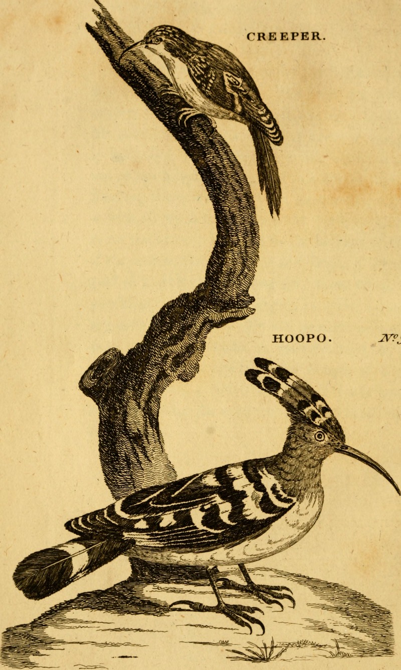 Eurasian treecreeper (Certhia familiaris), common hoopoe (Upupa epops); DISPLAY FULL IMAGE.