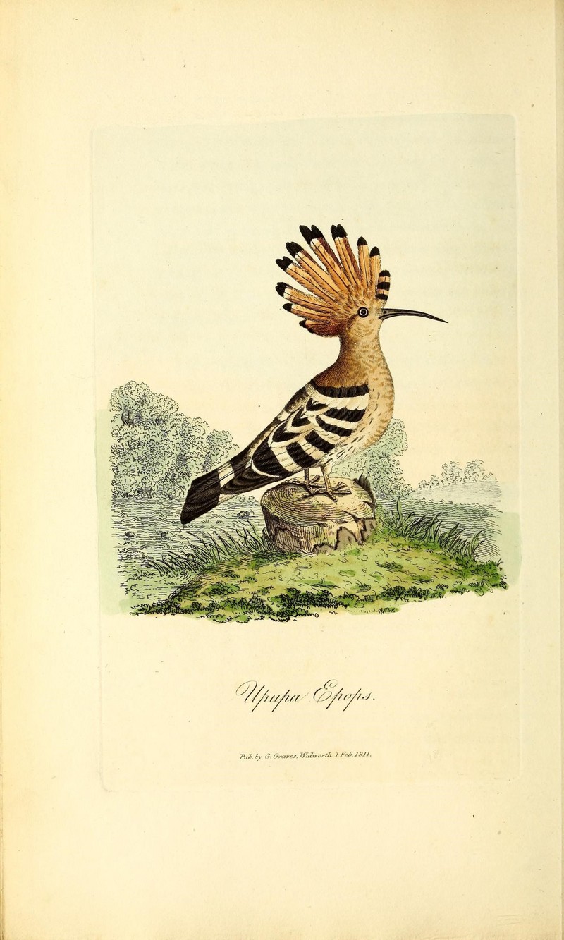 common hoopoe (Upupa epops); DISPLAY FULL IMAGE.
