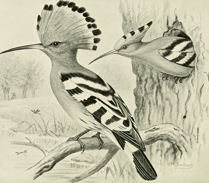 common hoopoe (Upupa epops); DISPLAY FULL IMAGE.