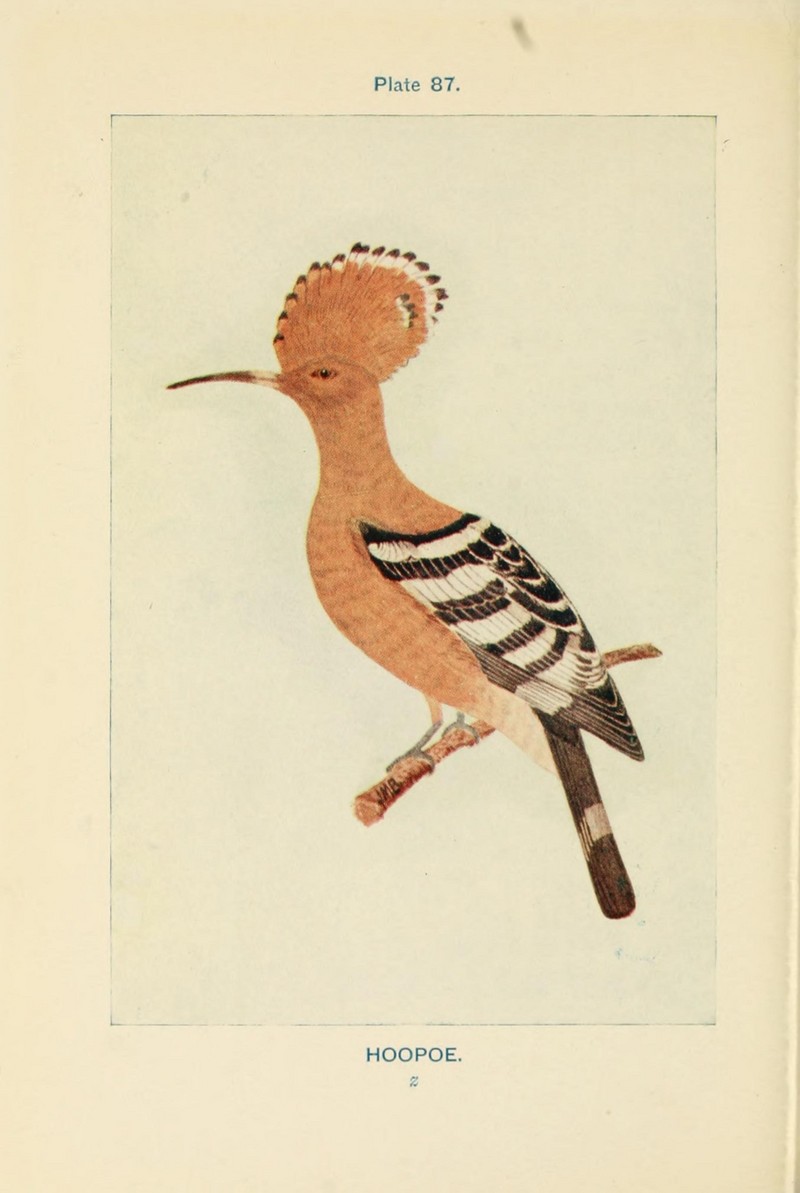 common hoopoe (Upupa epops); DISPLAY FULL IMAGE.