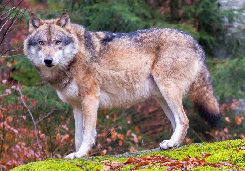 Eurasian wolf (Canis lupus lupus); DISPLAY FULL IMAGE.