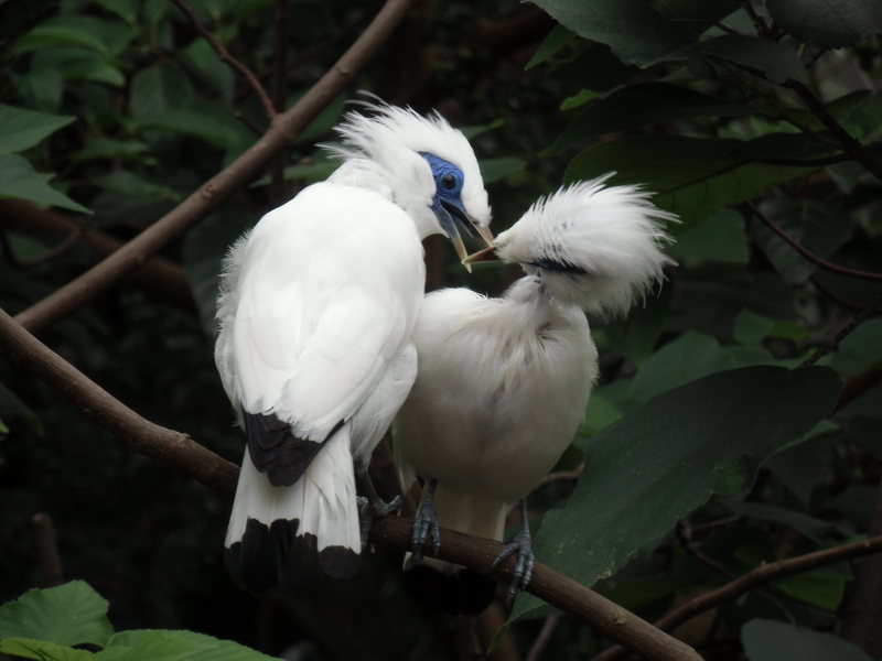 Bali myna (Leucopsar rothschildi); DISPLAY FULL IMAGE.