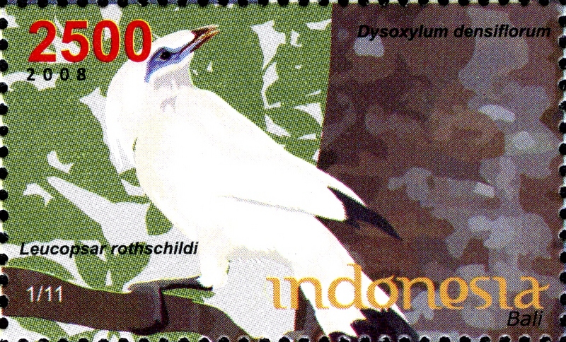 Bali myna (Leucopsar rothschildi); DISPLAY FULL IMAGE.