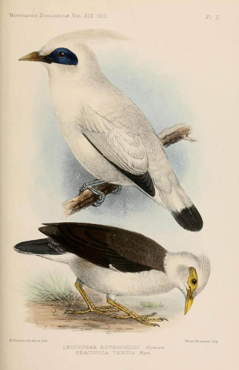 Bali myna (Leucopsar rothschildi), black-winged starling (Acridotheres melanopterus tertius); DISPLAY FULL IMAGE.