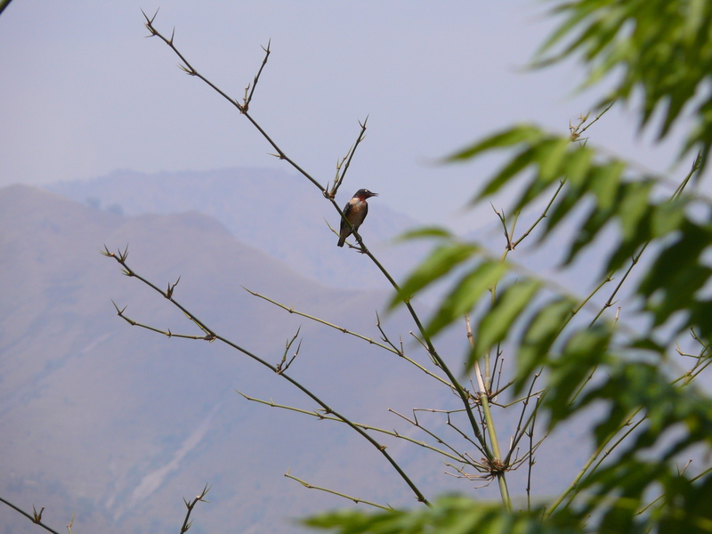 spot-winged starling (Saroglossa spiloptera); DISPLAY FULL IMAGE.