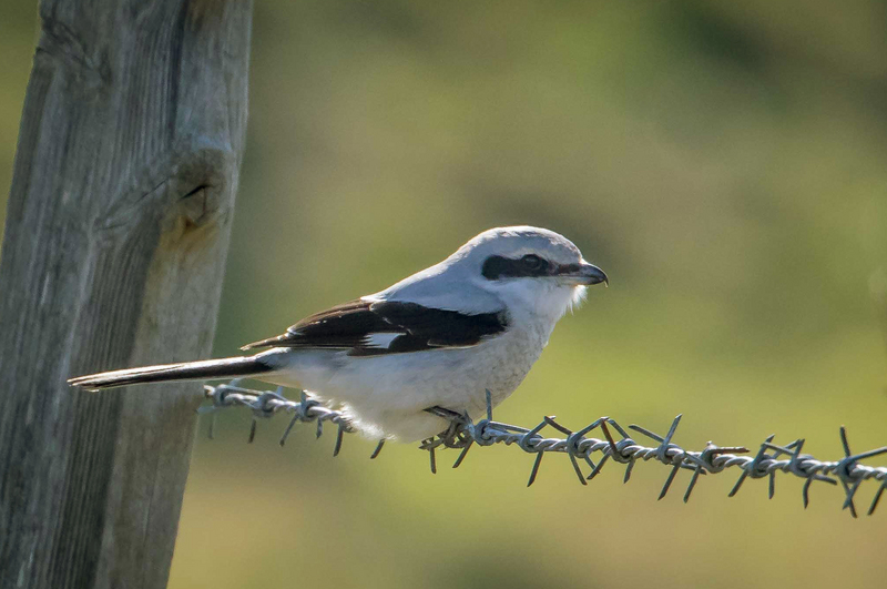 great grey shrike, northern grey shrike (Lanius excubitor) ; DISPLAY FULL IMAGE.