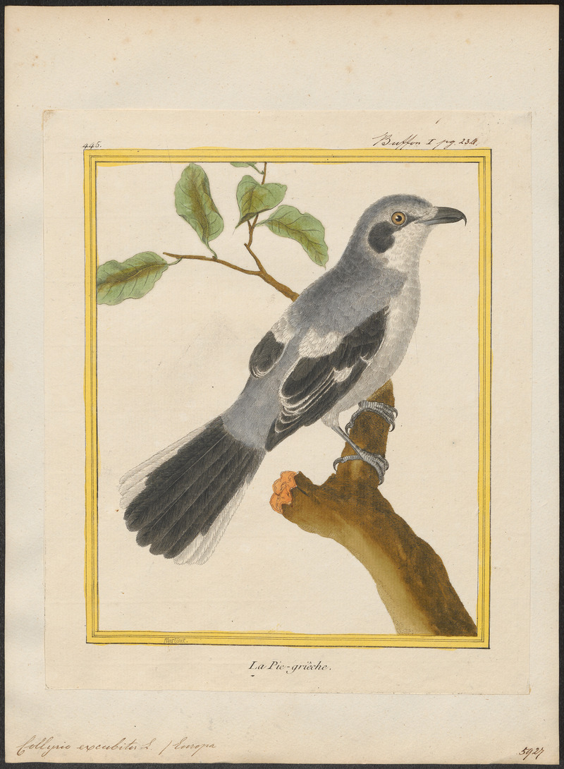 great grey shrike, northern grey shrike (Lanius excubitor) ; DISPLAY FULL IMAGE.