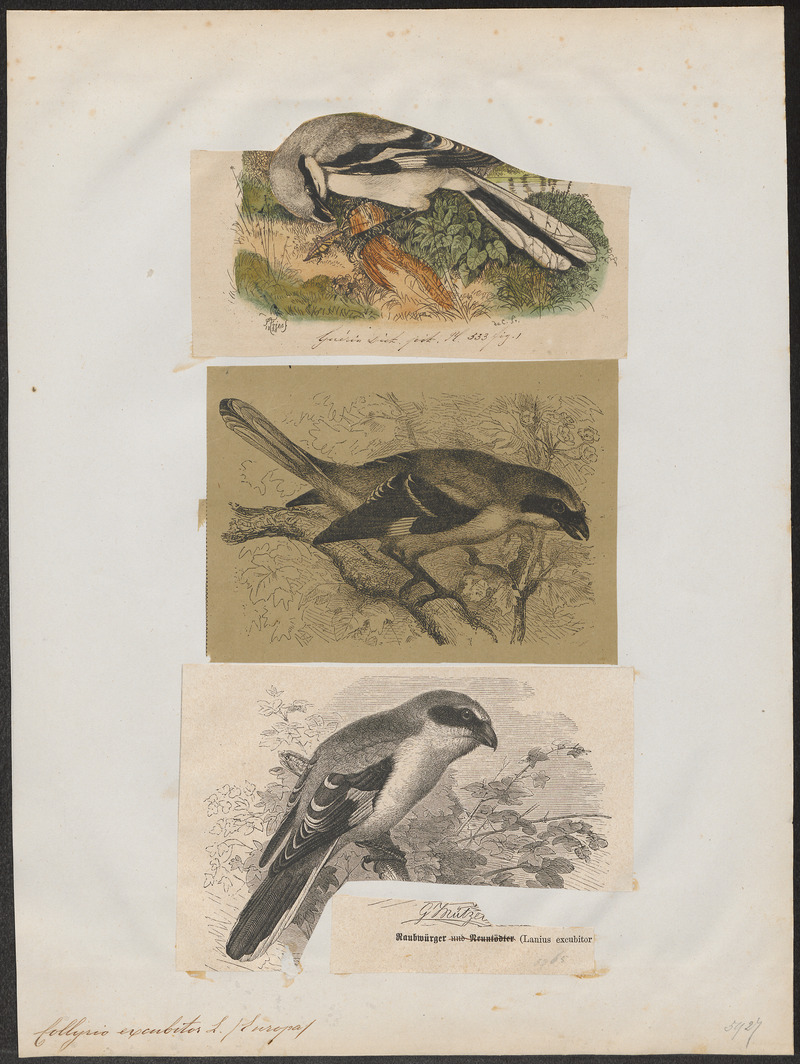 great grey shrike, northern grey shrike (Lanius excubitor) ; DISPLAY FULL IMAGE.