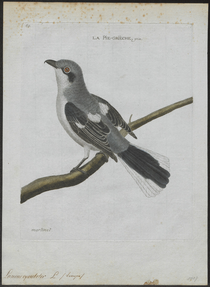 great grey shrike, northern grey shrike (Lanius excubitor) ; DISPLAY FULL IMAGE.