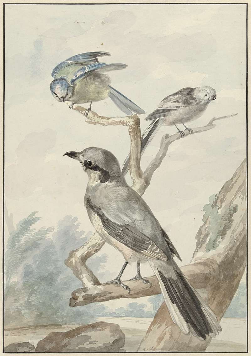 great grey shrike, northern grey shrike (Lanius excubitor) ; DISPLAY FULL IMAGE.