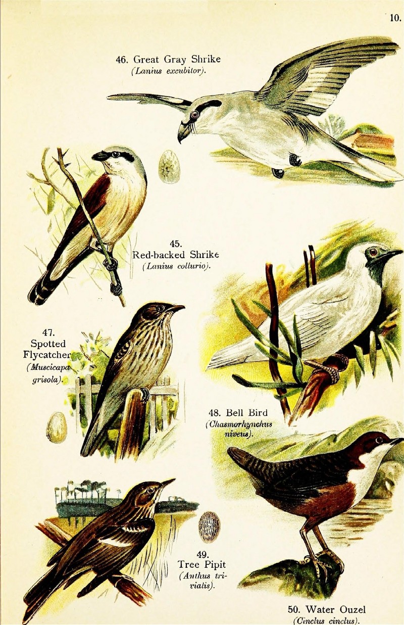 red-backed shrike (Lanius collurio), great grey shrike (Lanius excubitor), spotted flycatcher (Muscicapa striata), white bellbird (Procnias albus), tree pipit (Anthus trivialis), white-throated dipper (Cinclus cinclus); DISPLAY FULL IMAGE.