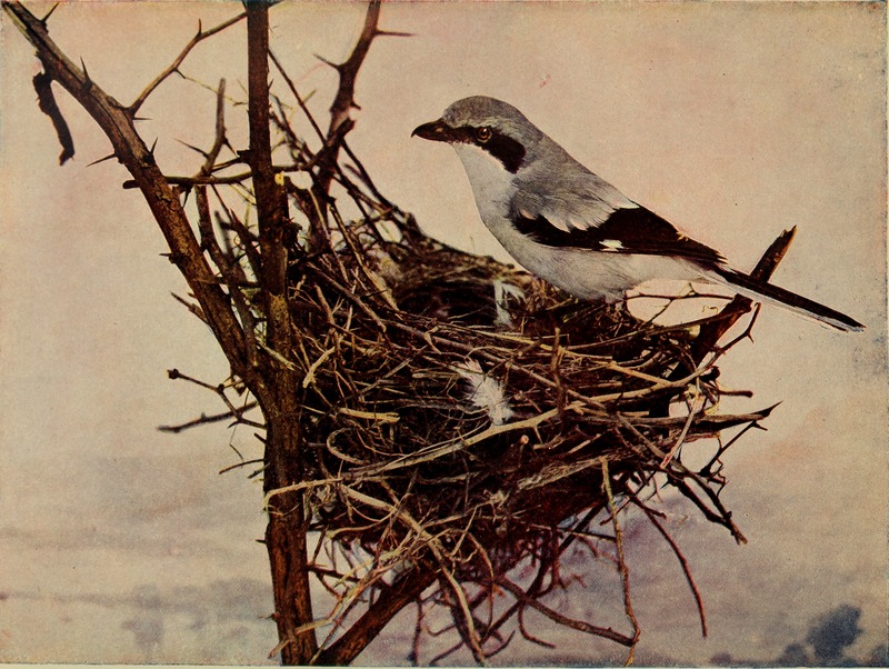 loggerhead shrike (Lanius ludovicianus); DISPLAY FULL IMAGE.