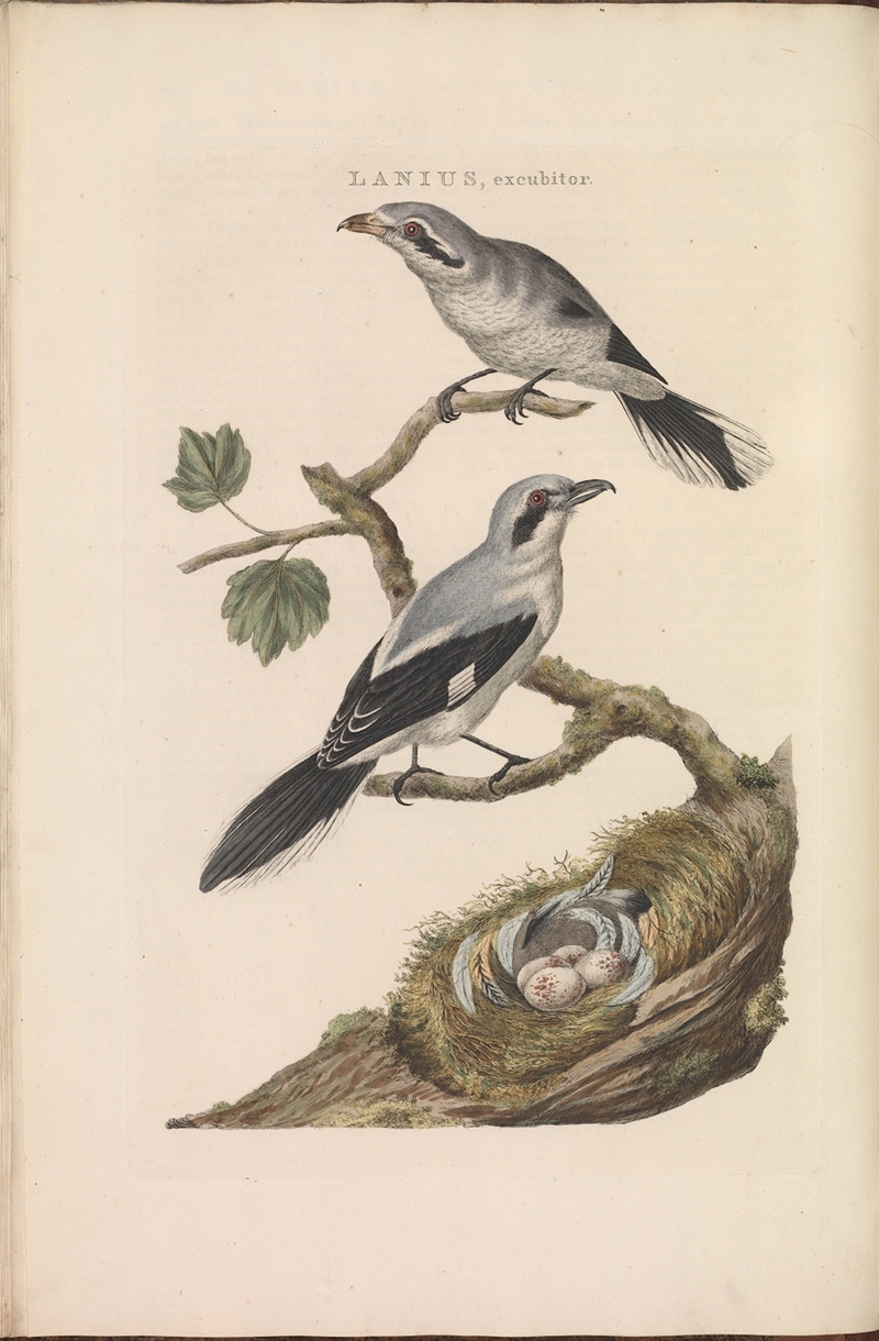 great grey shrike, northern grey shrike (Lanius excubitor) ; DISPLAY FULL IMAGE.