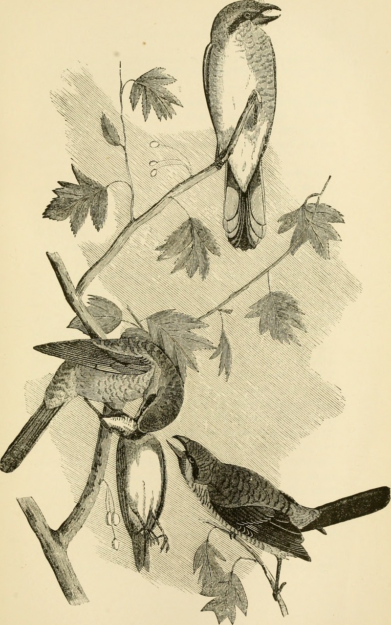 great grey shrike, northern grey shrike (Lanius excubitor) ; DISPLAY FULL IMAGE.