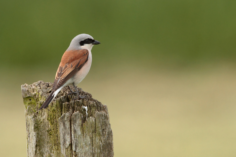 red-backed shrike (Lanius collurio); DISPLAY FULL IMAGE.