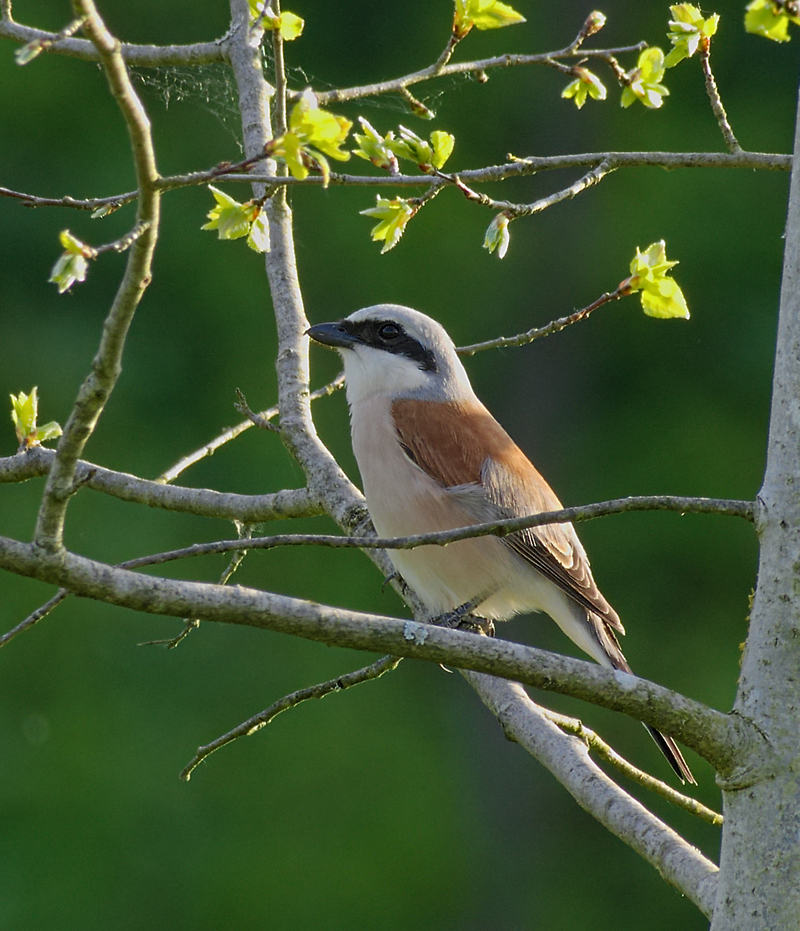 red-backed shrike (Lanius collurio); DISPLAY FULL IMAGE.