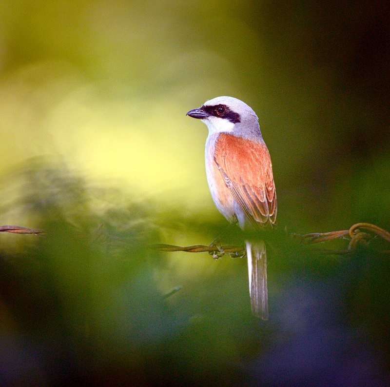 red-backed shrike (Lanius collurio); DISPLAY FULL IMAGE.