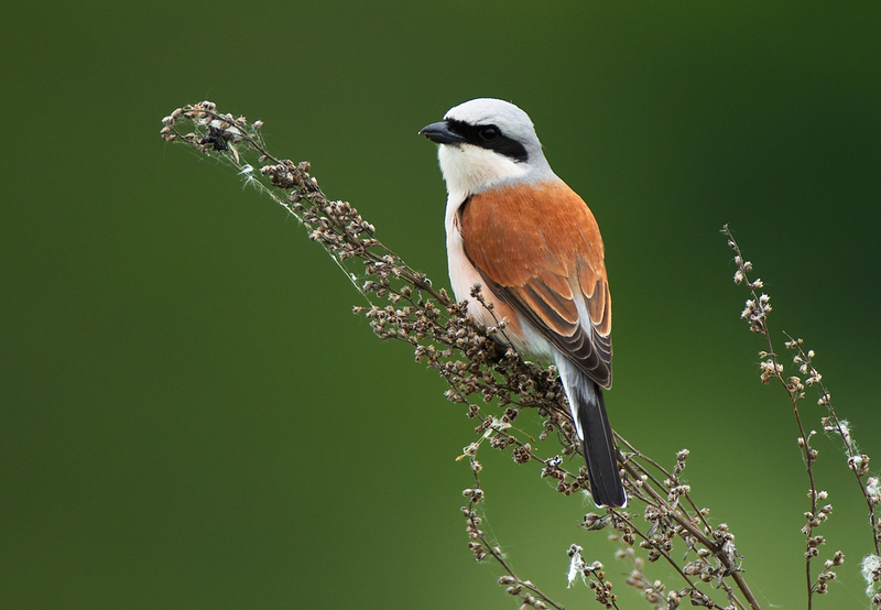 red-backed shrike (Lanius collurio); DISPLAY FULL IMAGE.
