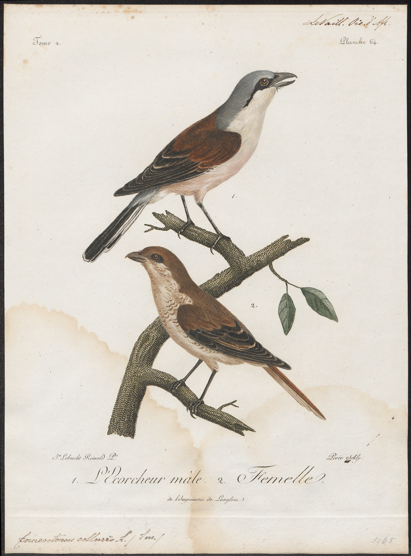 red-backed shrike (Lanius collurio); DISPLAY FULL IMAGE.