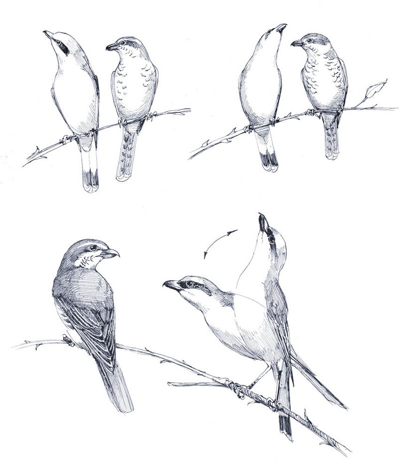 red-backed shrike (Lanius collurio); DISPLAY FULL IMAGE.