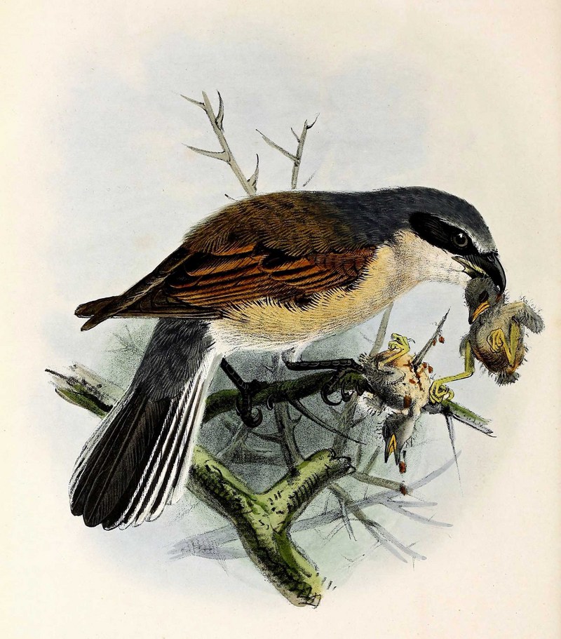 red-backed shrike (Lanius collurio); DISPLAY FULL IMAGE.