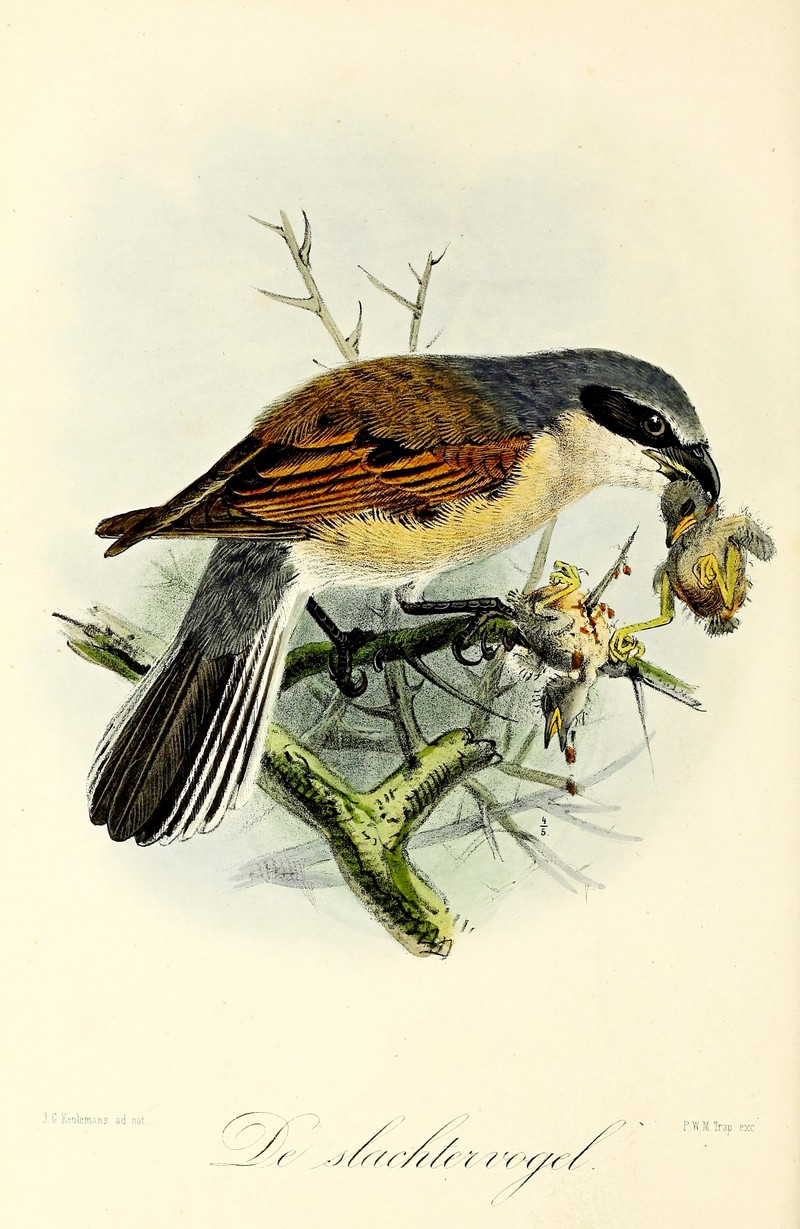 red-backed shrike (Lanius collurio); DISPLAY FULL IMAGE.