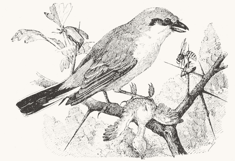 red-backed shrike (Lanius collurio); DISPLAY FULL IMAGE.