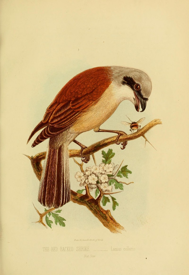 red-backed shrike (Lanius collurio); DISPLAY FULL IMAGE.