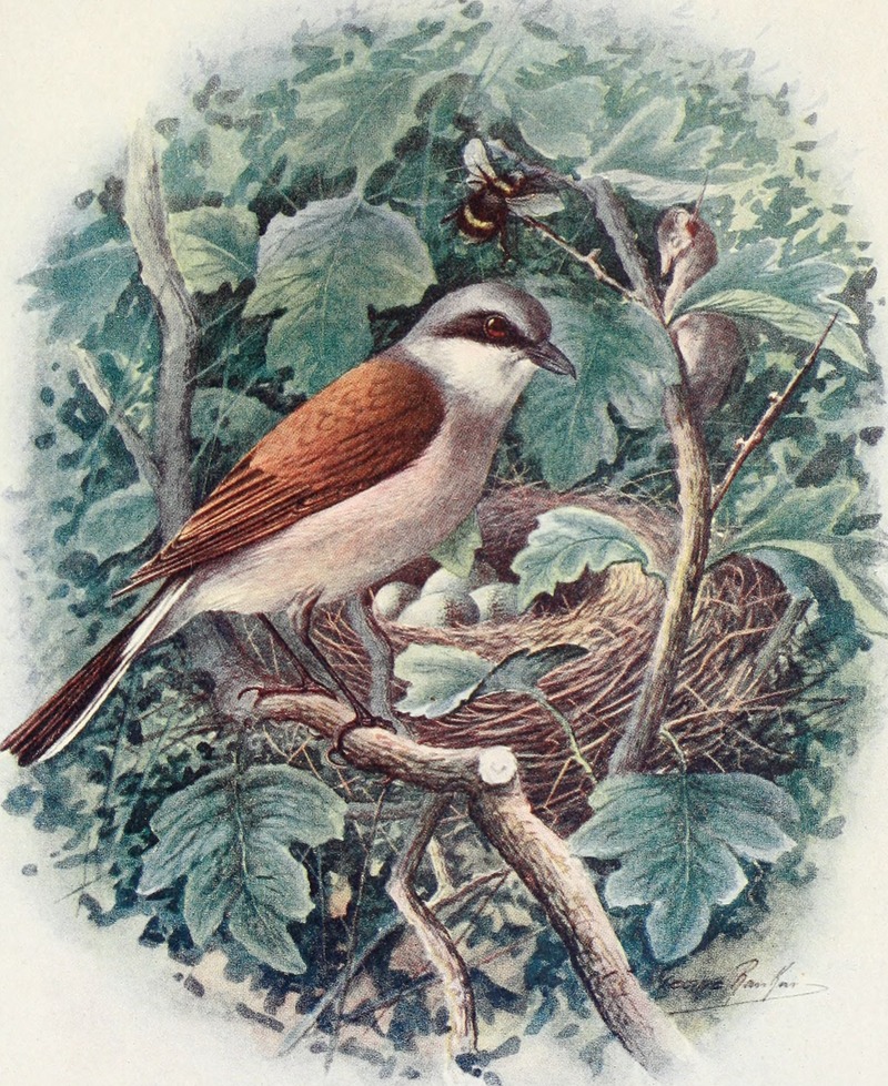 red-backed shrike (Lanius collurio); DISPLAY FULL IMAGE.