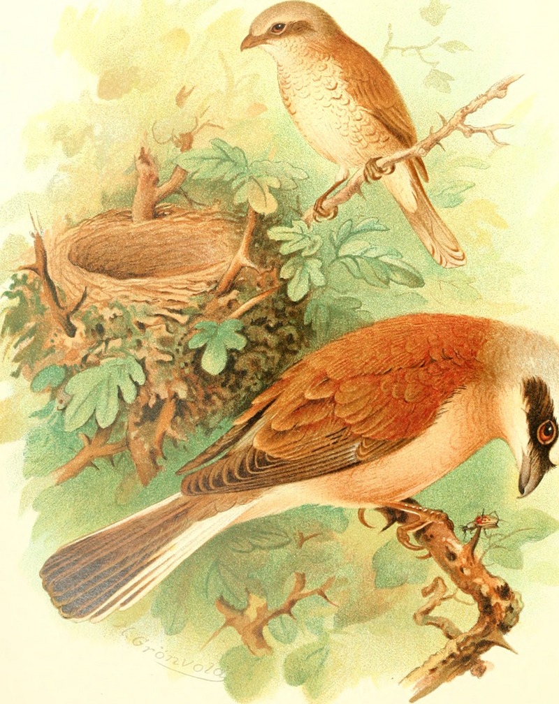 red-backed shrike (Lanius collurio); DISPLAY FULL IMAGE.