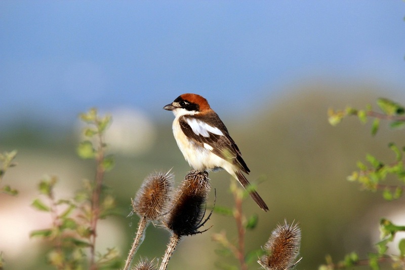 woodchat shrike (Lanius senator); DISPLAY FULL IMAGE.