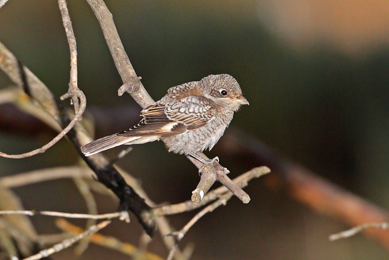 woodchat shrike (Lanius senator) juvenile; DISPLAY FULL IMAGE.