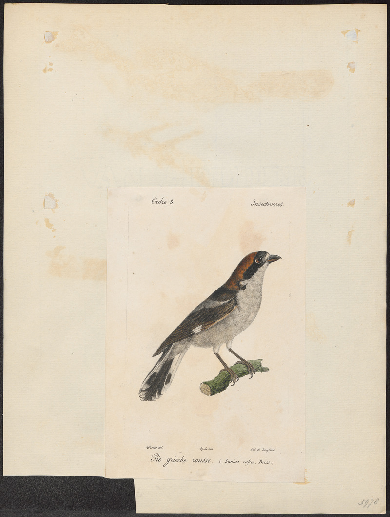 woodchat shrike (Lanius senator); DISPLAY FULL IMAGE.