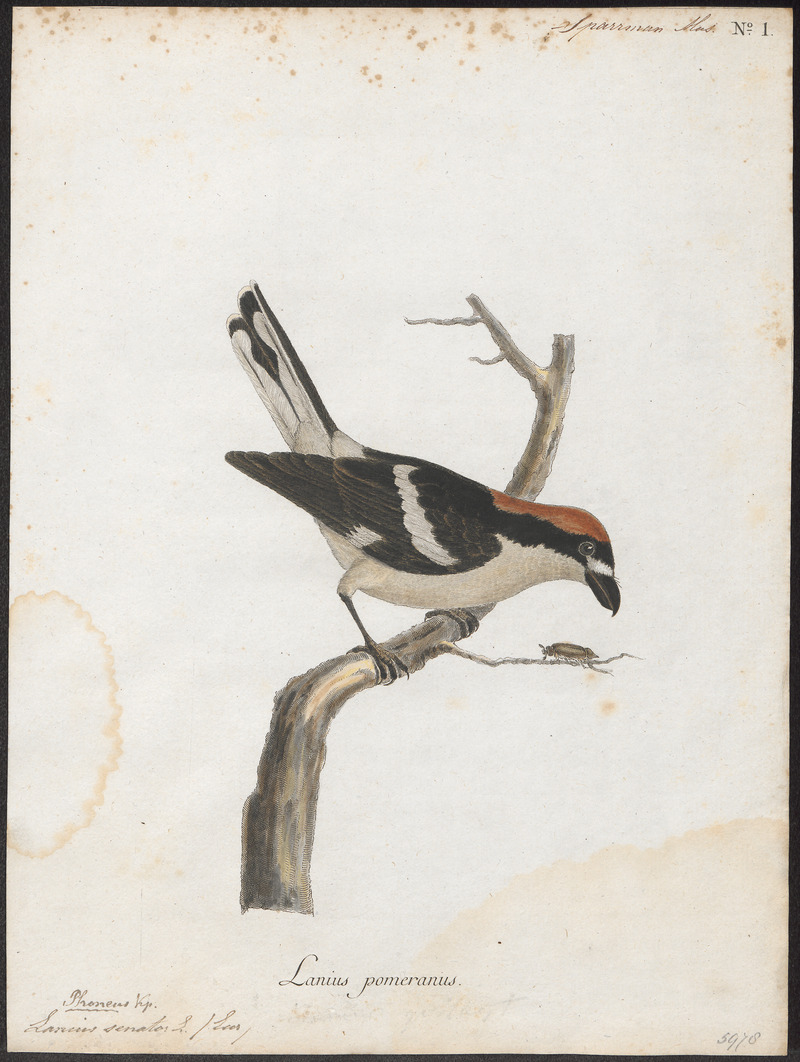 woodchat shrike (Lanius senator); DISPLAY FULL IMAGE.