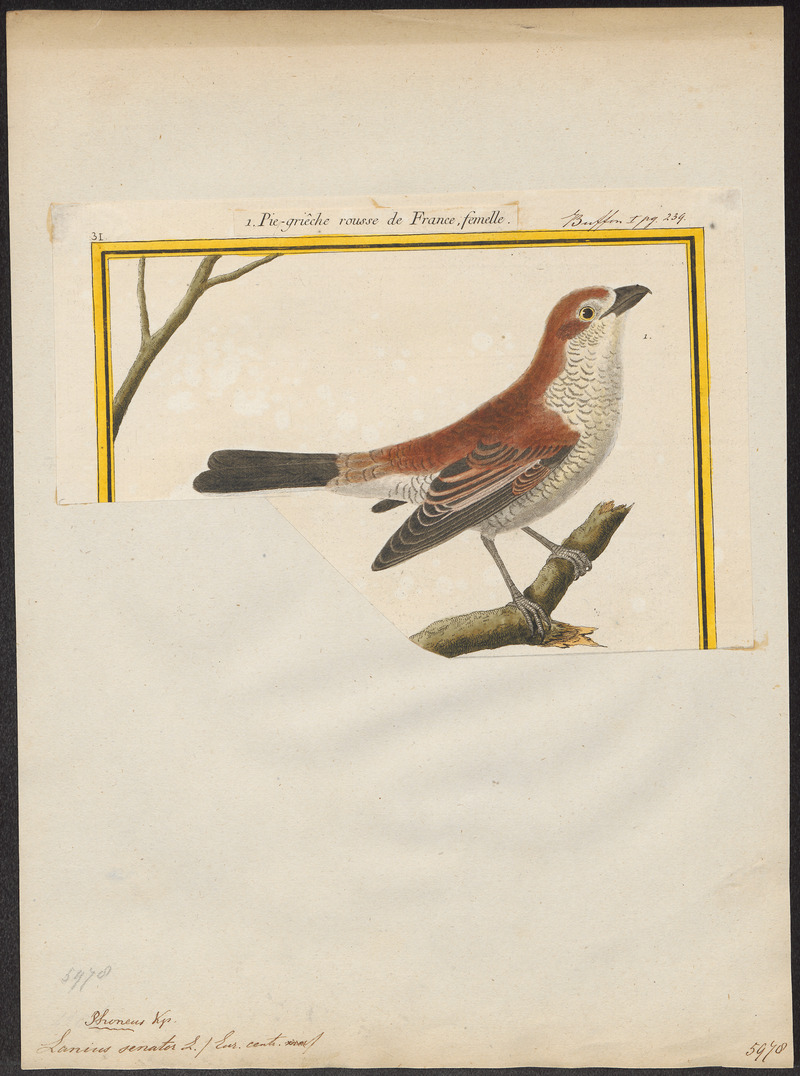woodchat shrike (Lanius senator); DISPLAY FULL IMAGE.