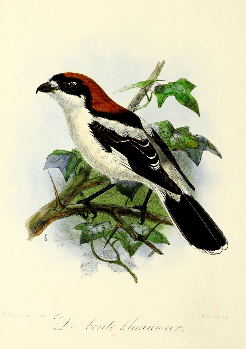 woodchat shrike (Lanius senator); DISPLAY FULL IMAGE.