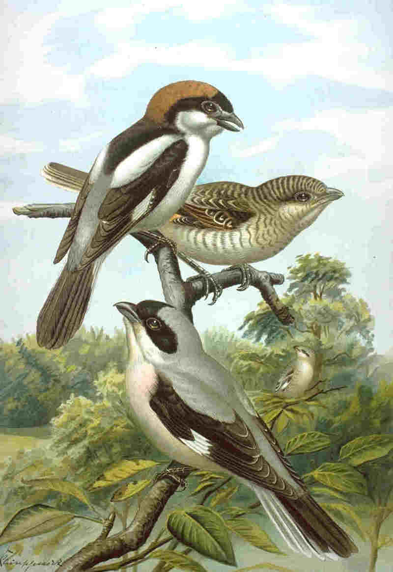woodchat shrike (Lanius senator); DISPLAY FULL IMAGE.