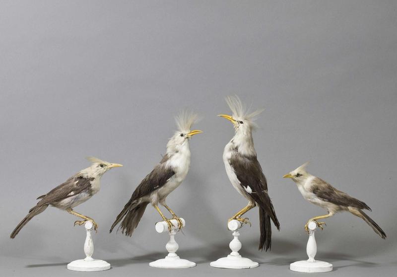 Bourbon crested starling (Fregilupus varius); DISPLAY FULL IMAGE.
