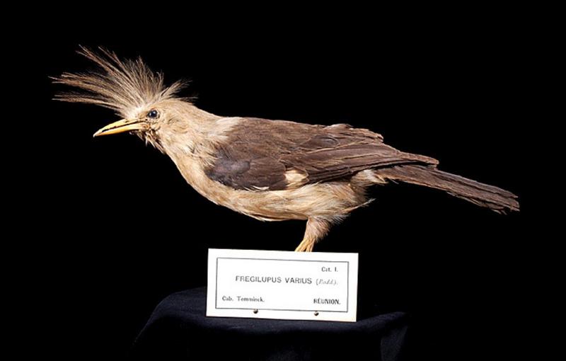 Bourbon crested starling (Fregilupus varius); DISPLAY FULL IMAGE.