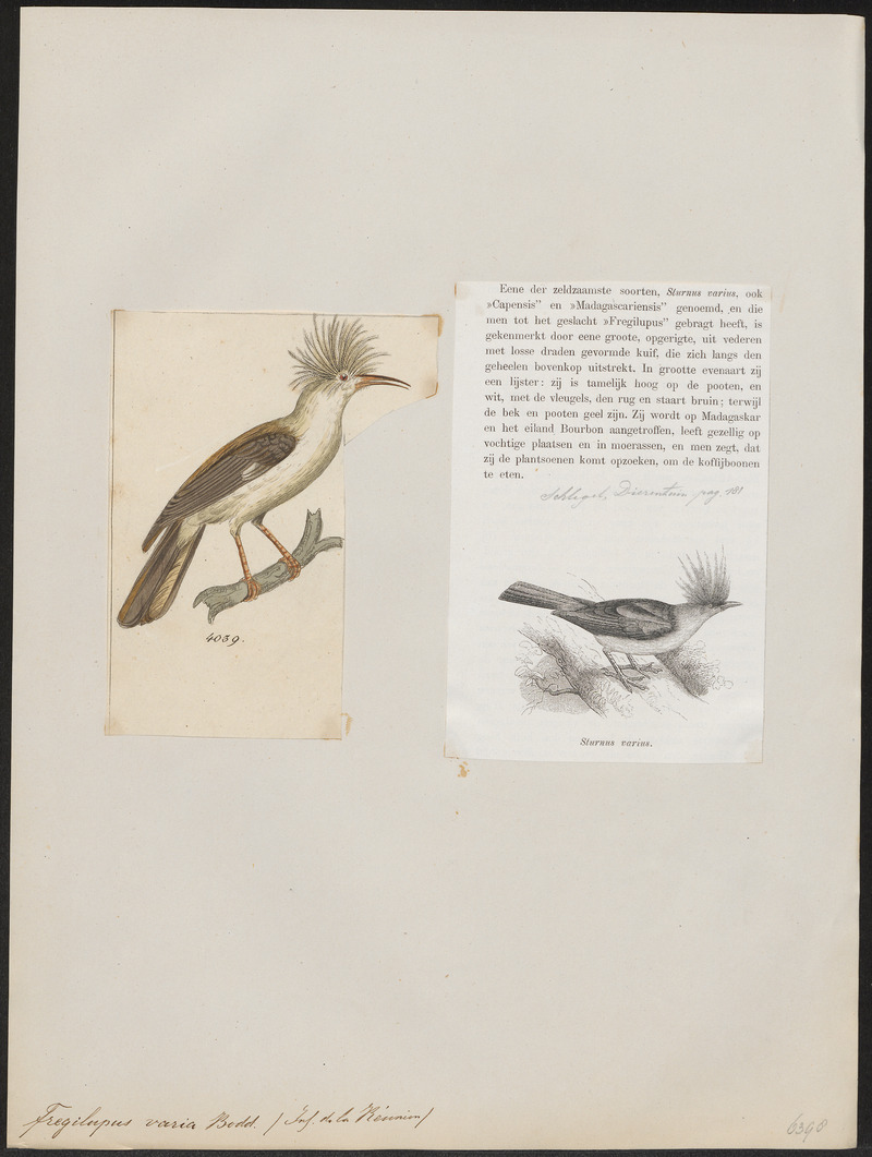 Bourbon crested starling (Fregilupus varius); DISPLAY FULL IMAGE.