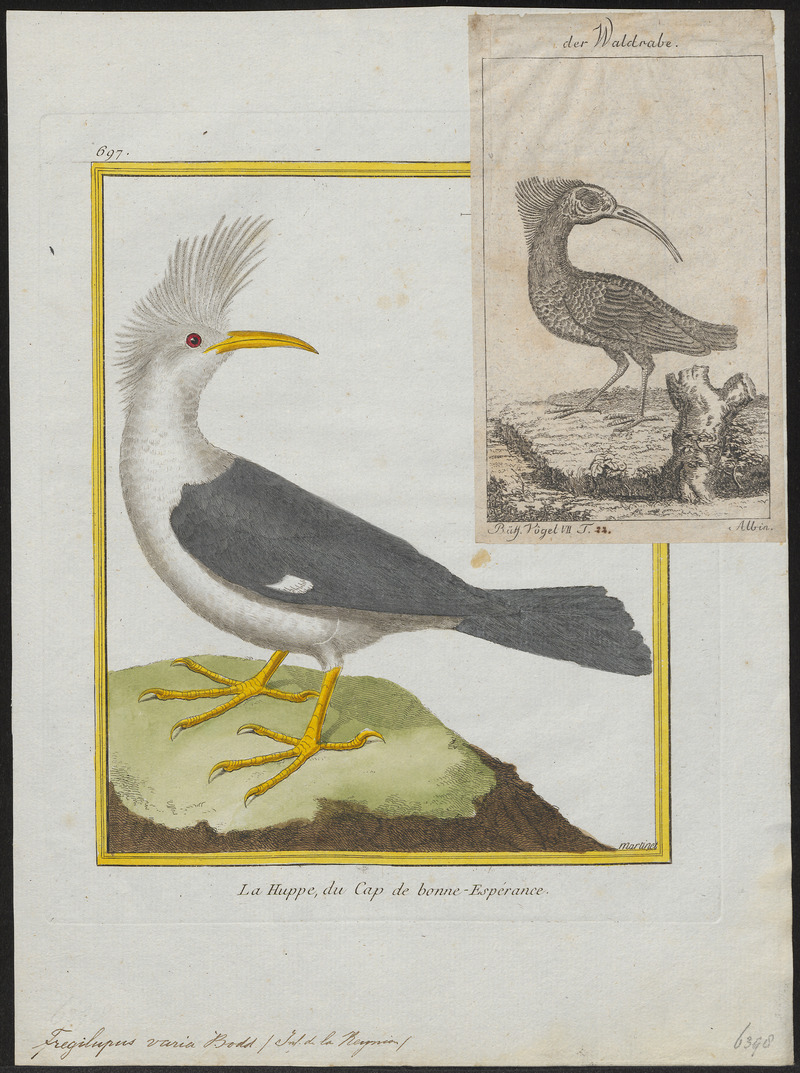 Bourbon crested starling (Fregilupus varius); DISPLAY FULL IMAGE.